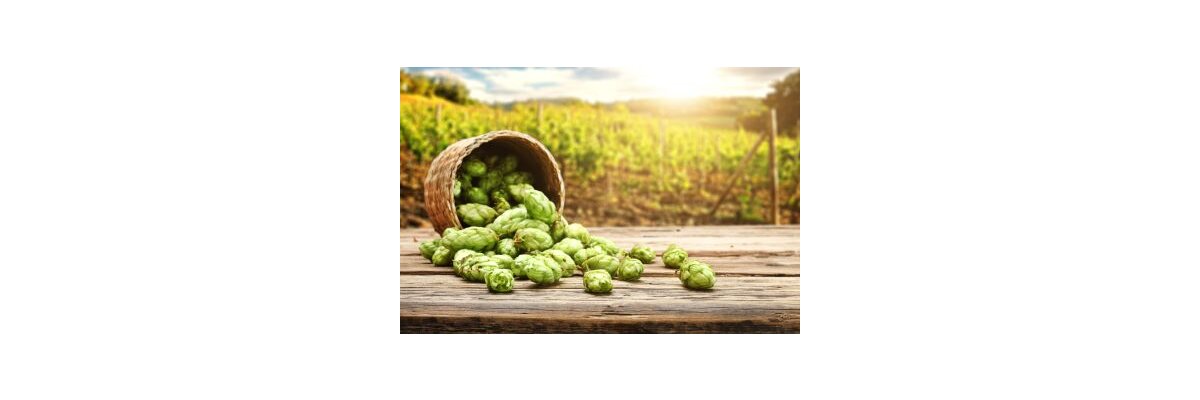 Neuer Hopfen aus Tschechien und Slowenien - Egal ob Bitterhopfen oder Aromahopfen - auf bier-brauen.at findest du deinen Favoriten