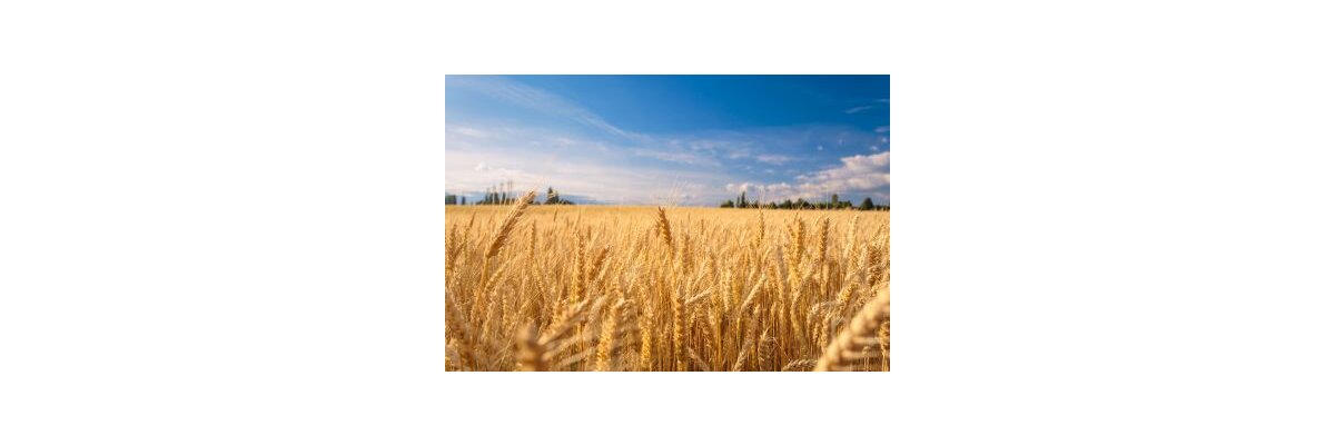 ab sofort: Bio Malz  - Braumalz in bester Bio-Qualität jetzt bei bier-brauen.at