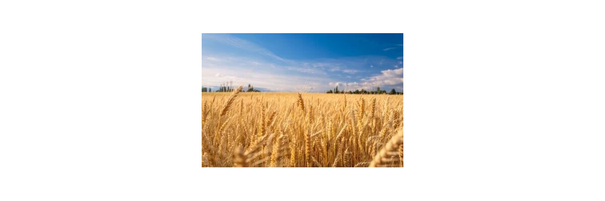 ab sofort: Bio Malz  - Braumalz in bester Bio-Qualität jetzt bei bier-brauen.at