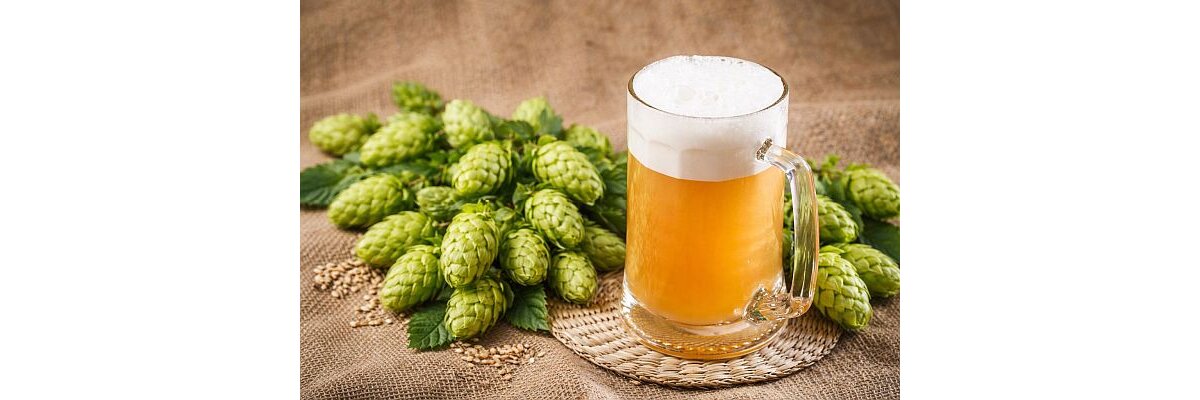 ab sofort: Bio Hopfen - Bio Hopfen aus Österreich – Jetzt neu bei bier-brauen.at
