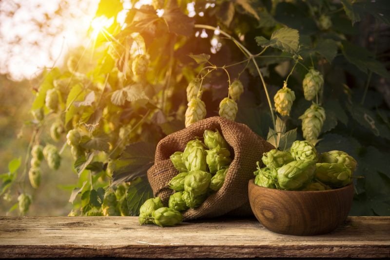 Hopfen im Sonnenuntergang