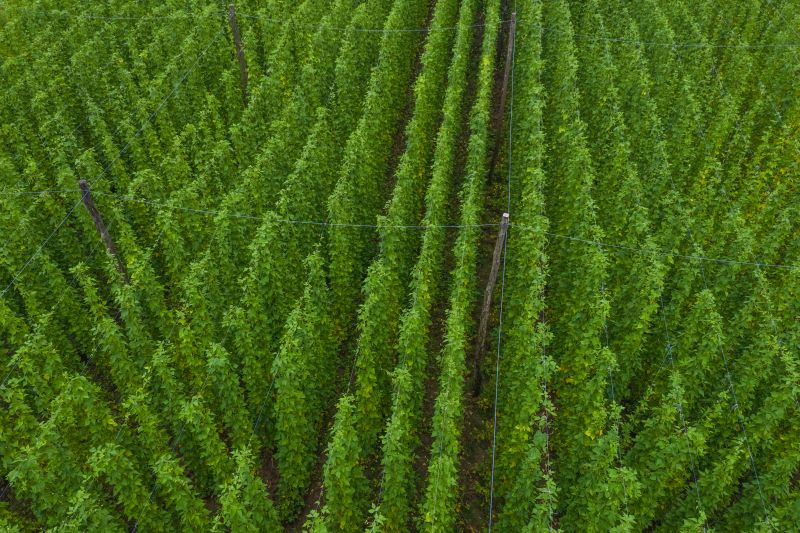 Styrian Hopfen aus Slowenien